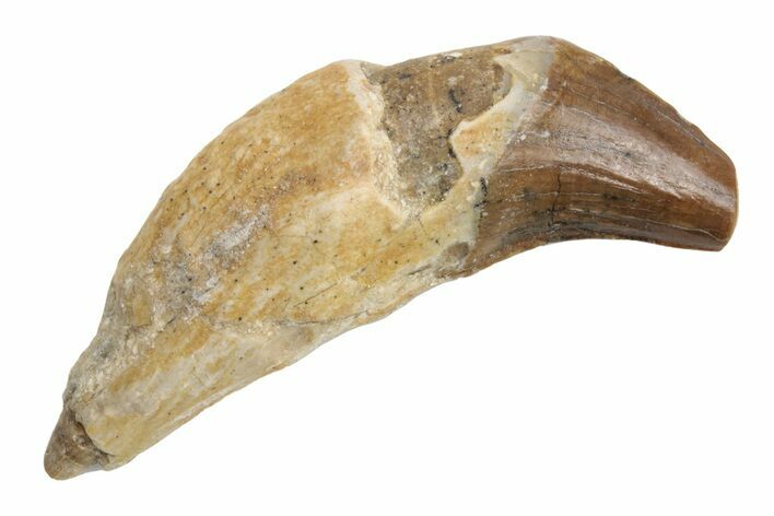 Fossil Primitive Whale (Basilosaur) Tooth - Morocco #225344